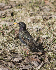 Common starling, sturnus vulgaris, in dry grass, selective focus