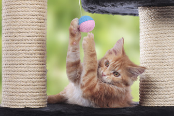 Maine Coon Kätzchen auf Kratzbaum spielend Innenaufnahme