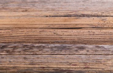 background from dry stems of cow parsnip