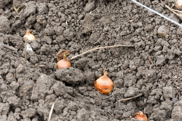 Planting onion bulbs in the plowed land