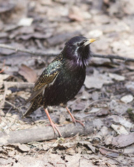 Common starling, sturnus vulgaris, sitting in dry grass, selective focus, shallow DOF