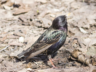 Common starling, sturnus vulgaris, sitting in dry grass, selective focus, shallow DOF