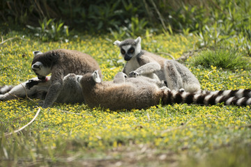 Lemur playing