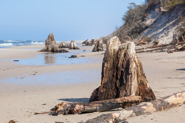 3000 years old tree trunks on the beach after storm. Slowinski National Park, Baltic sea, Poland - obrazy, fototapety, plakaty