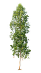 Isolated eucalyptus tree on white background