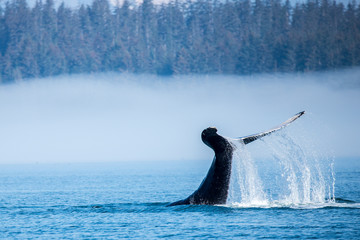 humpback whale diving in alaska at glaicer bay national park