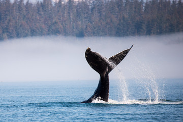 humpback whale diving in alaska at glaicer bay national park - obrazy, fototapety, plakaty