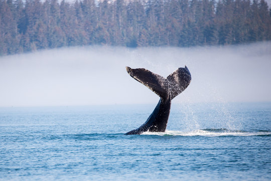 humpback whale diving in alaska at glaicer bay national park