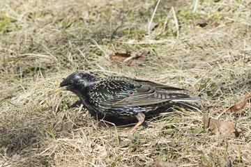Common starling, sturnus vulgaris, sitting in dry grass, selective focus, shallow DOF