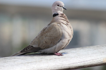 Cape Turtle Dove (Streptopelia capicola)