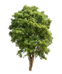 Fototapeta premium Isolated tree on white background