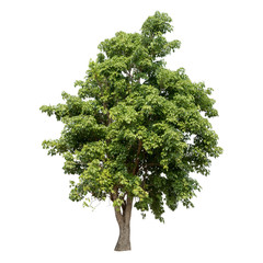 Fototapeta premium Isolated tree on white background