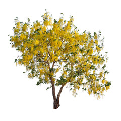 Isolated golden shower tree on white background