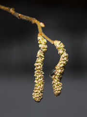 Hazelnut catkins on branch with waterdrop macro, selective focus