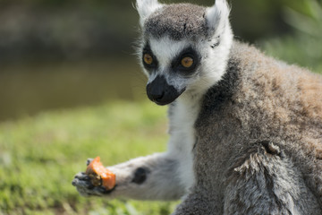 Lemur eating