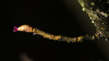 Hazelnut female bud on branch macro selective focus