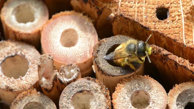 wild bee Osmia bicornis flying on insect shelter.