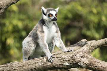 Lemur