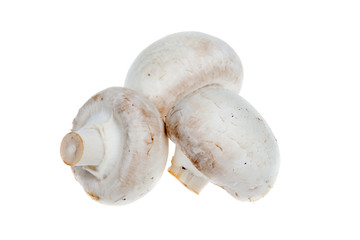 fresh mushroom isolated on white background