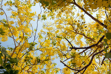 Look up view of golden shower tree white nature sunlight