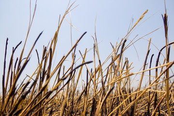 Burning rice straw,Straw ash, closeup of photo