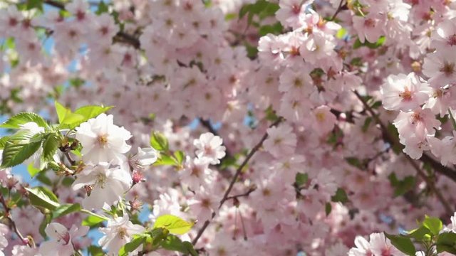 Sakura, close-up Japanese cherry.