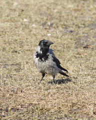Hooded Crow , Corvus cornix, portrait on dry grass early spring closeup, selective focus, shallow DOF