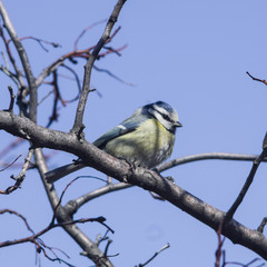Eurasian blue tit, Cyanistes caeruleus, sitting in branches, closeup portrait, selective focus, shallow DOF