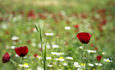 Obraz premium Red Poppy and white daisy flowers in a natural green field
