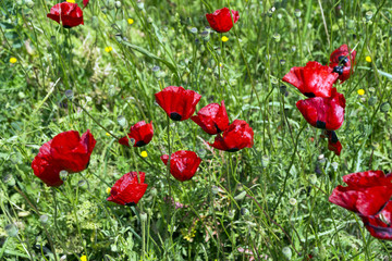 Red Poppy and white daisy flowers in a natural green field