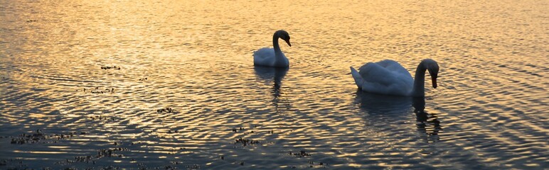 Naklejka premium Schwäne - Sonnenuntergang am Wasser