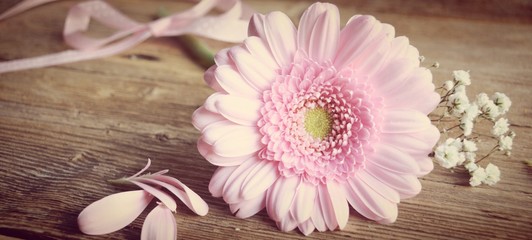 rosa Gerbera - Blume mit Schleierkraut - Grußkarte 