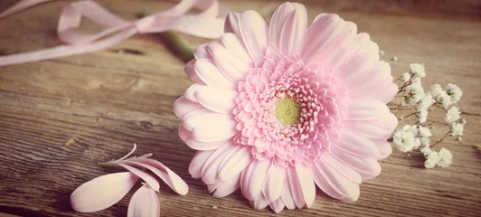 Photo sur Plexiglas Gerbera gerbera rose - fleur avec gypsophile - carte de voeux