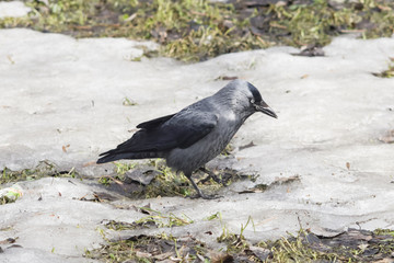 Jackdaw bird, Corvus monedula, on ground with ice, selective focus