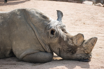 Naklejka premium Rhino sleeping