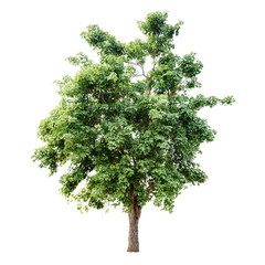 Fototapeta premium Isolated tree on white background