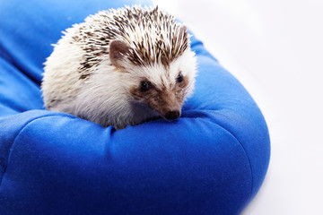 Cute hedgehog