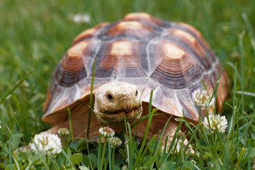 African Spurred Tortoise