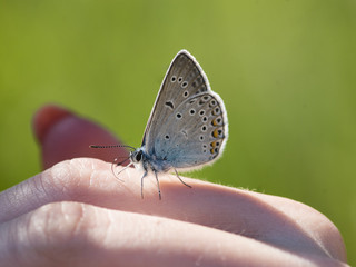 Butterfly on woman hand. selective focus, shallow DOF