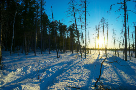 Winter landscape at sunset in the woods.