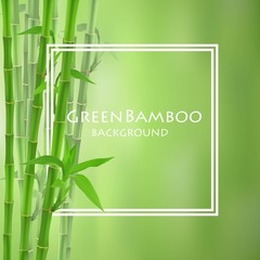 Green bamboo vector illustration.