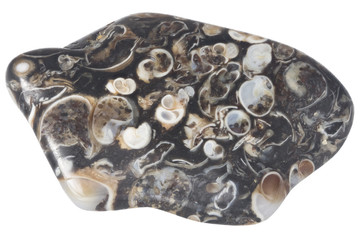 pebble turitella agate macrp, isolated on white