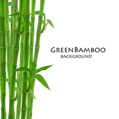 Fototapeta na wymiar Green bamboo vector illustration.