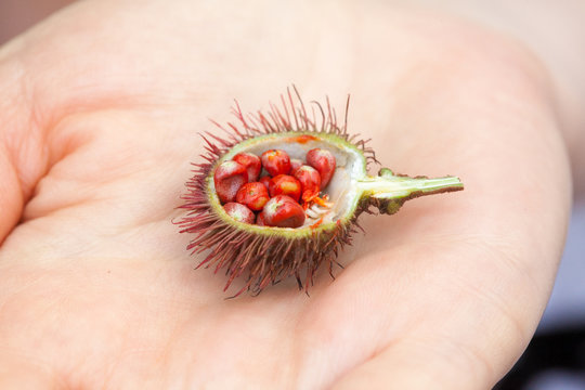An example of Bixa Orellana fruit, with its seeds used to get natural red teinture, hold in hands