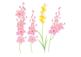pink and yellow flowers  isolated on white background