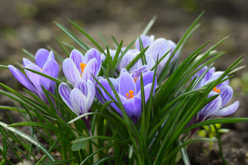 Crocus flowers in spring