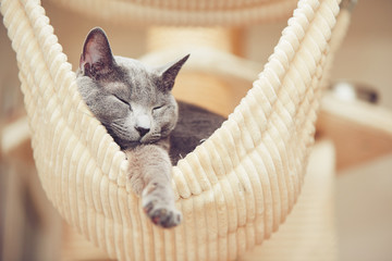 Russian blue cat