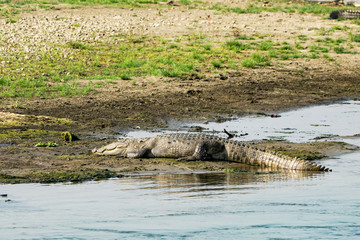 Huge crocodile taking sun in Chitwan National Park, Nepal