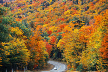 Naklejka na ściany i meble Highway and Autumn foliage