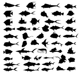 Marine Life - Vector